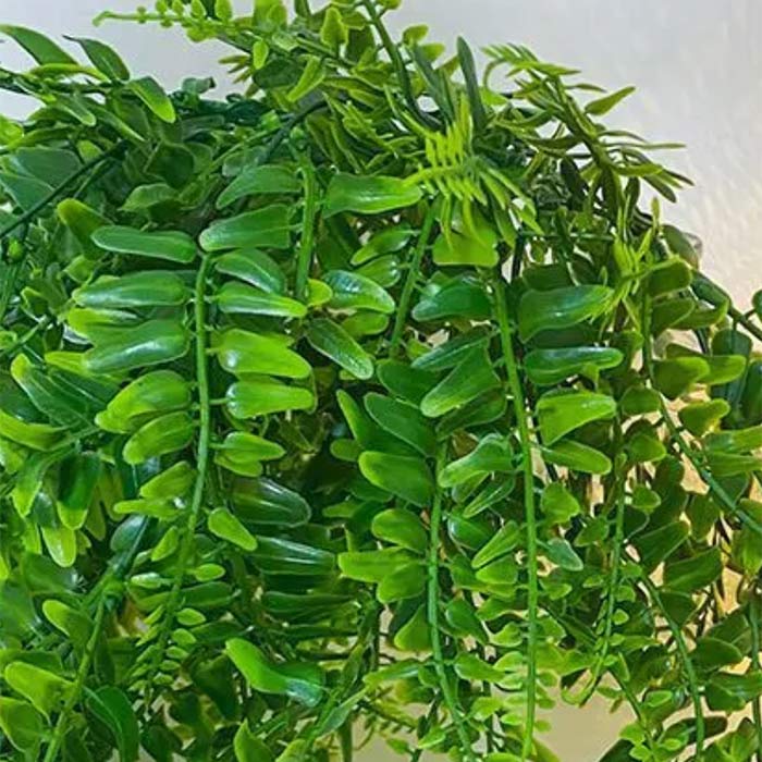 Fern , Viseči Umetni Praprot Fern 1+1 GRATIS - Image 2