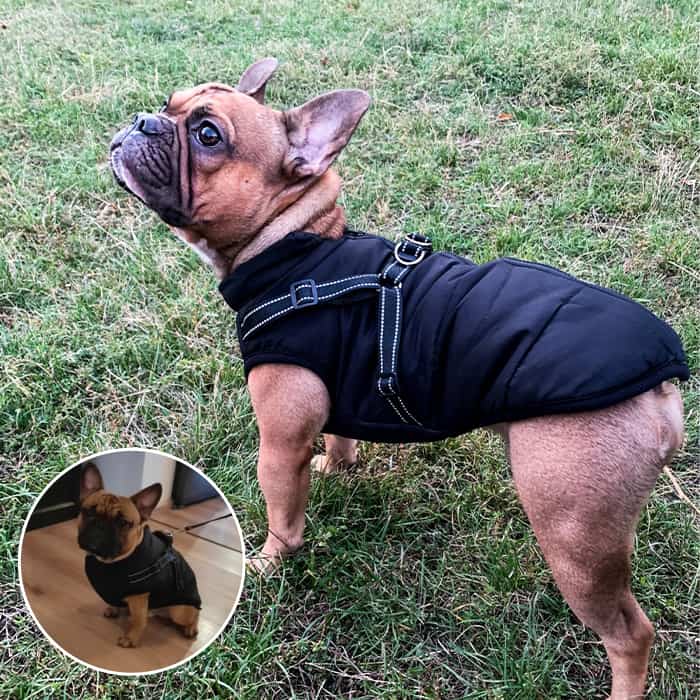 DogJacket, vodoodbojni plašč za psa z odsevnimi šivi - Image 4