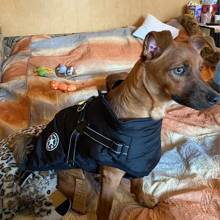 DogJacket, vodoodbojni plašč za psa z odsevnimi šivi - Image 9