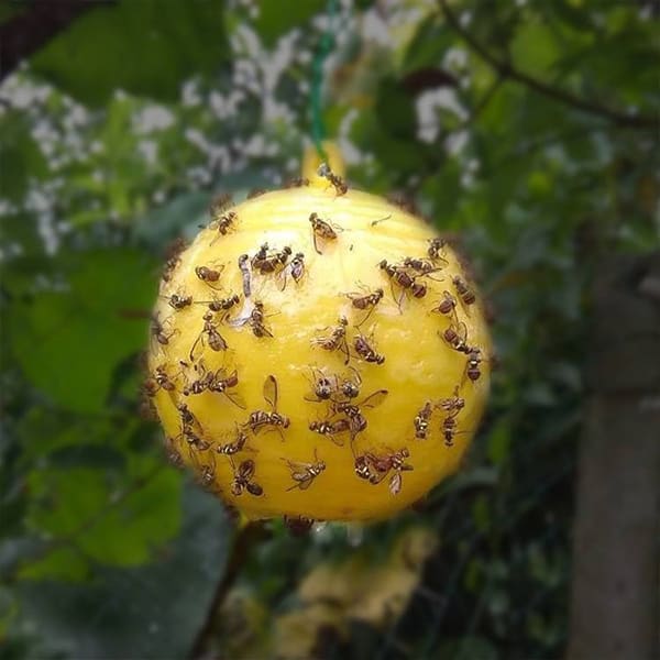StickyTrap, nestrupena viseča past za muhe, komarje in ostali mrčes, 1 + 1 GRATIS - Image 7
